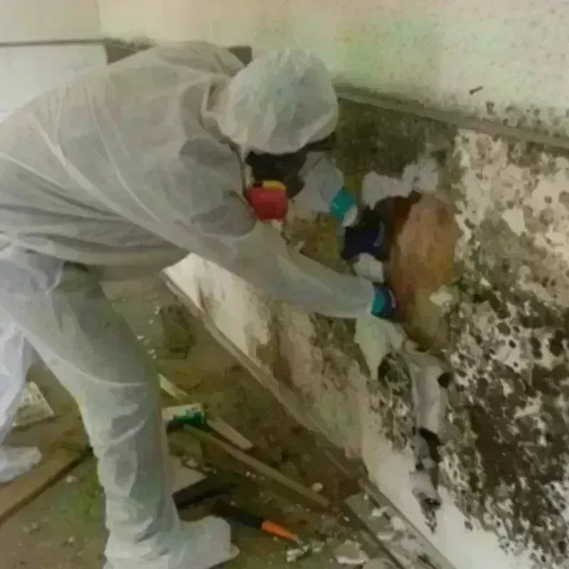 Mold Remediation and Removal in Big Sandy, TX